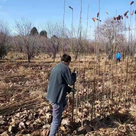 地径1公分紫玉兰 高100公分紫玉兰小苗 紫玉兰小苗直销