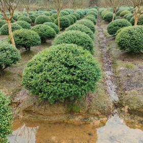 基地批发龟甲冬青球价格多少钱一株