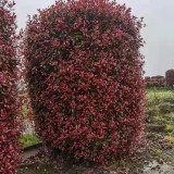 紅葉石楠柱哪里有賣 3米高紅葉石楠柱基地直銷