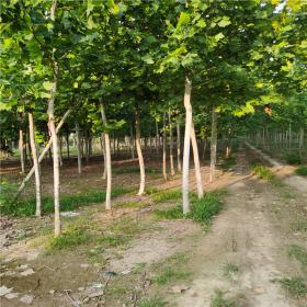 法桐基地 山东法桐种植基地 菏泽法桐价格