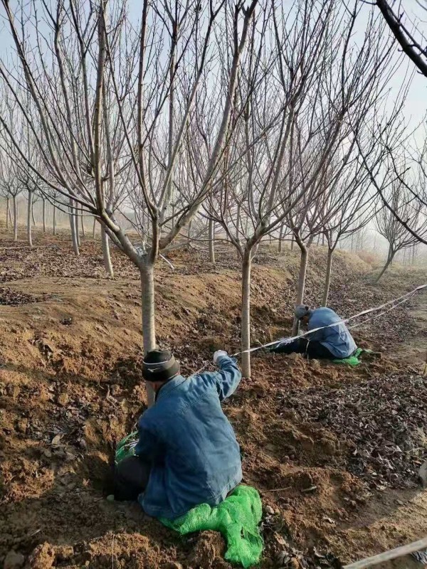 樱花树