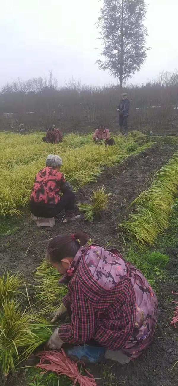 地苗金葉石菖蒲