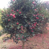 茶花苗批发价格 基地茶花树多少钱一棵