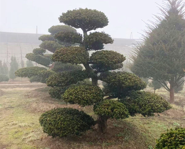 紅豆杉地景