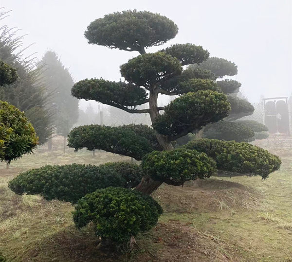 红豆杉景观