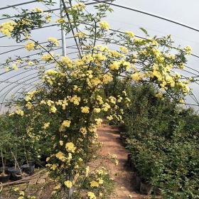 木香花的种植养护方法