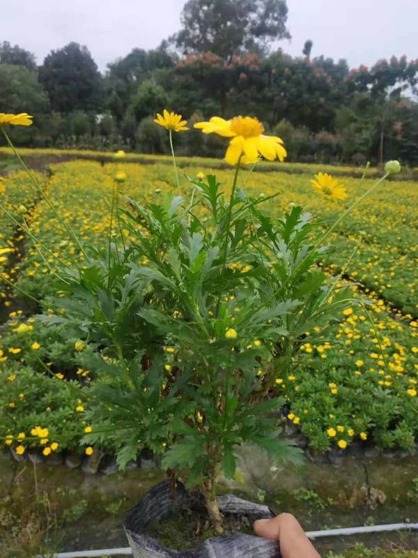 木春菊