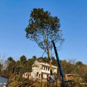 广玉兰树苗圃基地，湖南广玉兰树价格