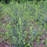 江苏小叶扶芳藤价格  哪里有小叶扶芳藤种植基地