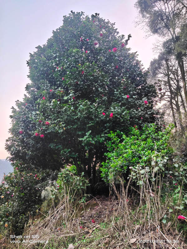 茶花。斷根兩次