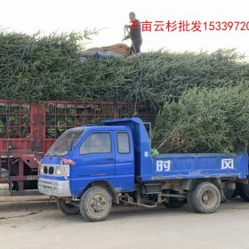 甘肅云杉樹苗什么時(shí)候移植成活率高？