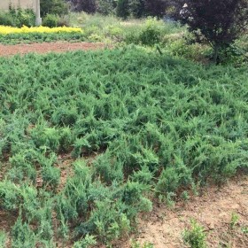 铺地柏多少钱一棵 30至50公分铺地柏价格