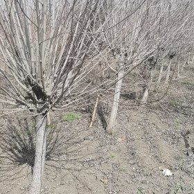 今年木槿什么价钱 基地6公分木槿花出售