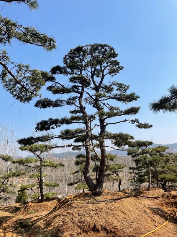 造型油松造型松