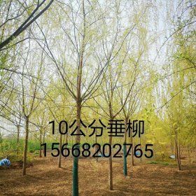 9公分垂柳价格山东10公分垂柳种植基地