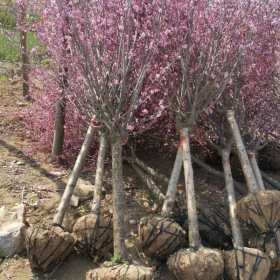 榆叶梅哪里有出售？江苏榆叶梅种植基地