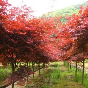 哪里有卖5公分日本红枫   浙江日本红枫种植基地