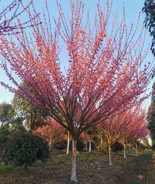 紅梅