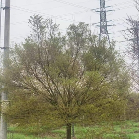 基地直供10公分鸡爪槭   鸡爪槭上车价