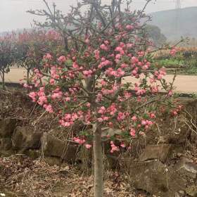 小叶垂丝海棠价格 小叶垂丝海棠基地批发