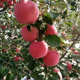 蜜脆蘋果品種特點優(yōu)點 蜜脆蘋果苗什么時候種植合適