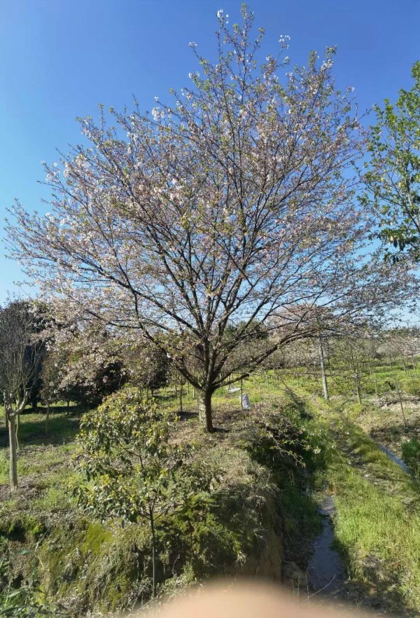 染井吉野櫻花