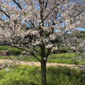 10公分染井吉野樱花价格  求购染井吉野樱花