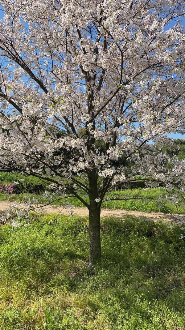 染井吉野櫻花