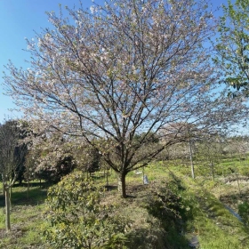 15公分染井吉野樱花多少钱  染井吉野樱花批发基地