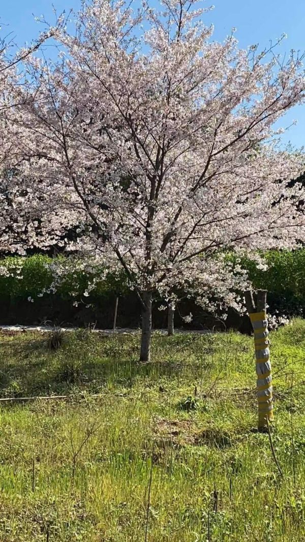 染井吉野樱花