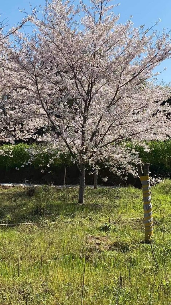 染井吉野櫻花