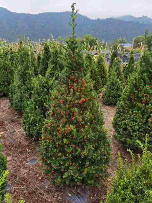 東北紅豆杉