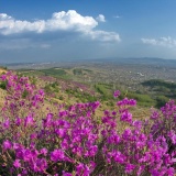 辽宁映山红苗 兴安杜鹃小苗种植基地