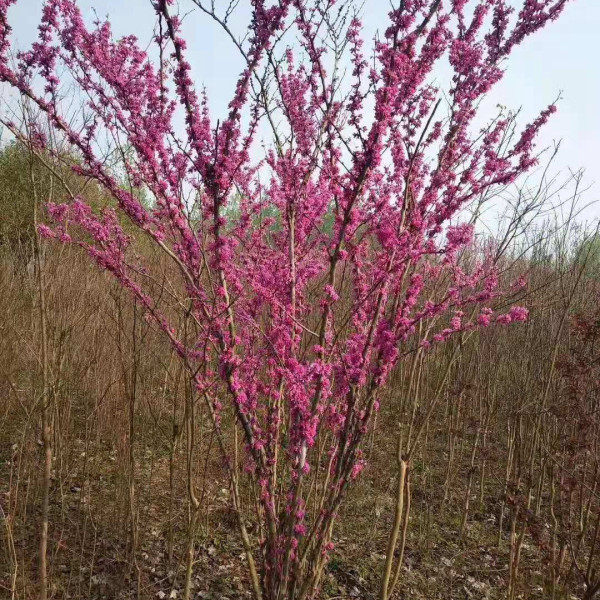 獨桿紫荊