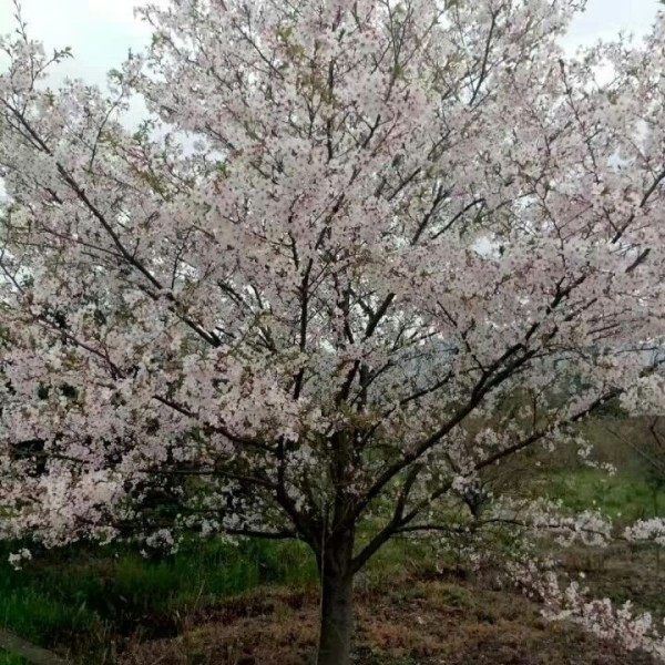 日本樱花