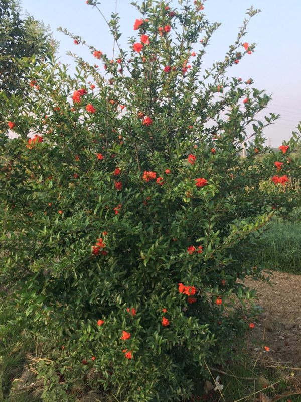 30公分花石榴