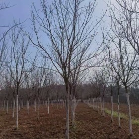 河南地区供应8公分巨紫荆 8公分巨紫荆树价格 河南巨紫荆基地