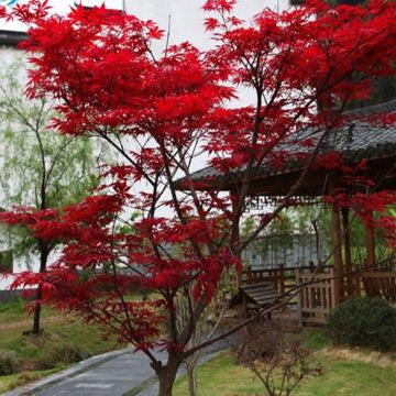 日本紅楓（紅舞姬