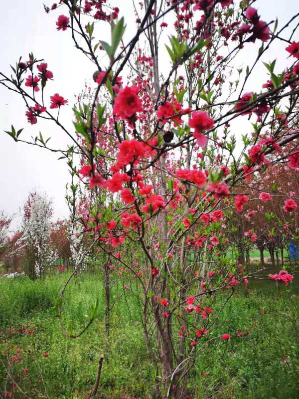 菊花桃