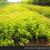 金山繡線菊小苗，金山繡線菊20--50高基地直銷