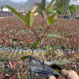 紅葉石楠 福建紅葉石楠苗木基地 價格便宜