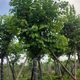 10公分红花紫荆价格 福建红花紫荆树批发