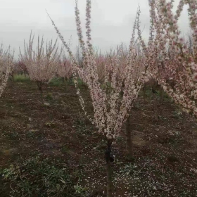 3公分珍珠梅价格多少钱一株哪里有售