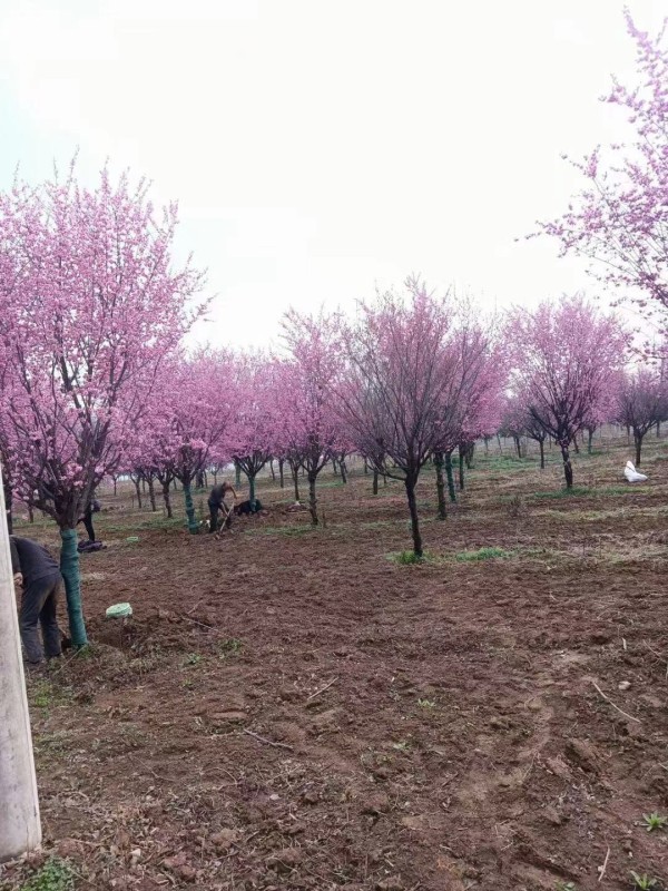 樱花树