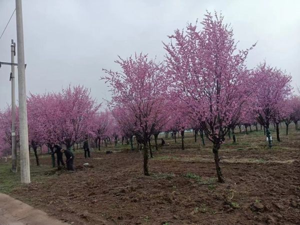 樱花树