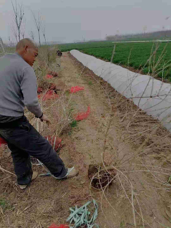 其它落葉灌木