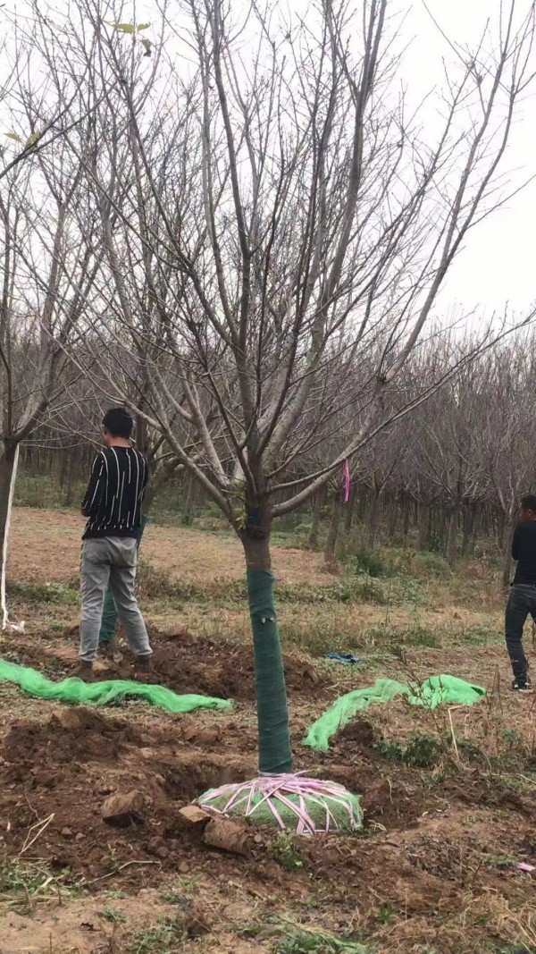 染井吉野櫻花