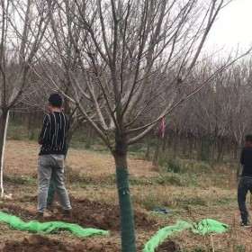 10公分染井吉野樱花多少钱一棵