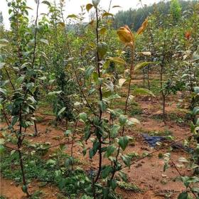 圓黃梨樹苗種植技術(shù)，秋月梨樹苗價(jià)格多少錢一棵