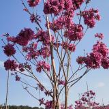 紫花風(fēng)鈴小苗 紫花風(fēng)鈴袋苗